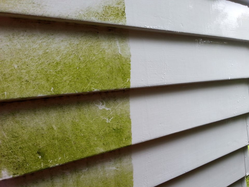 Wellington house wash close-up during a soft-wash, vivid green algae caked into the lower half of weatherboard cladding with the upper half already clean and bright white after biocide treatment